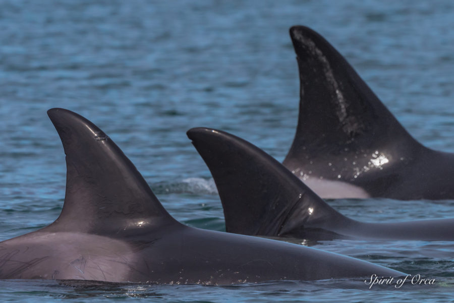 Exotic Orcas visit the Salish Sea