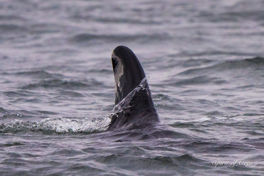 J Pod with Rough Seas Getting There