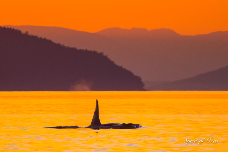 J Pod at Sunset in San Juan Channel