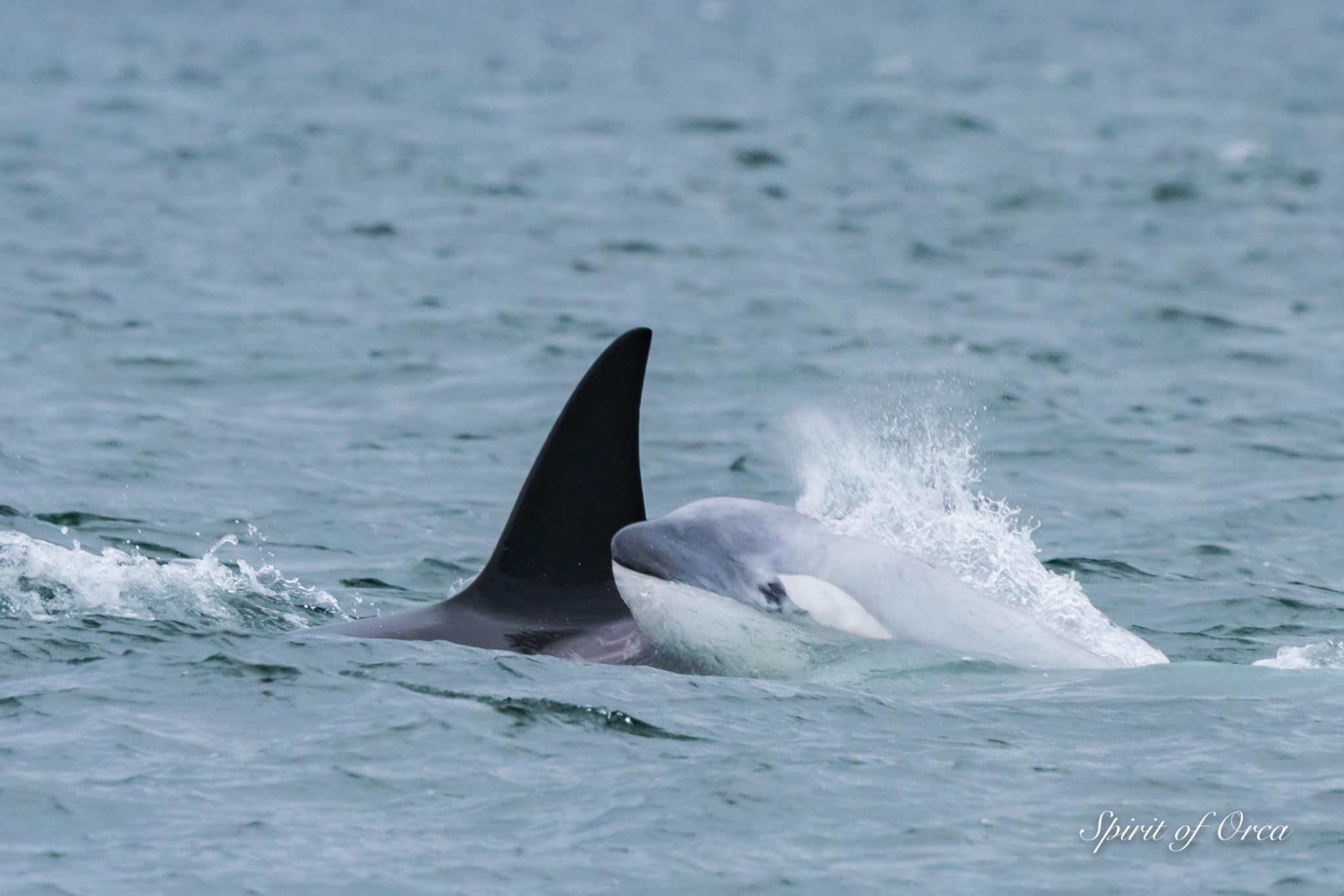 T46B's The White Whale -T46B Orcas - Spirit of Orca