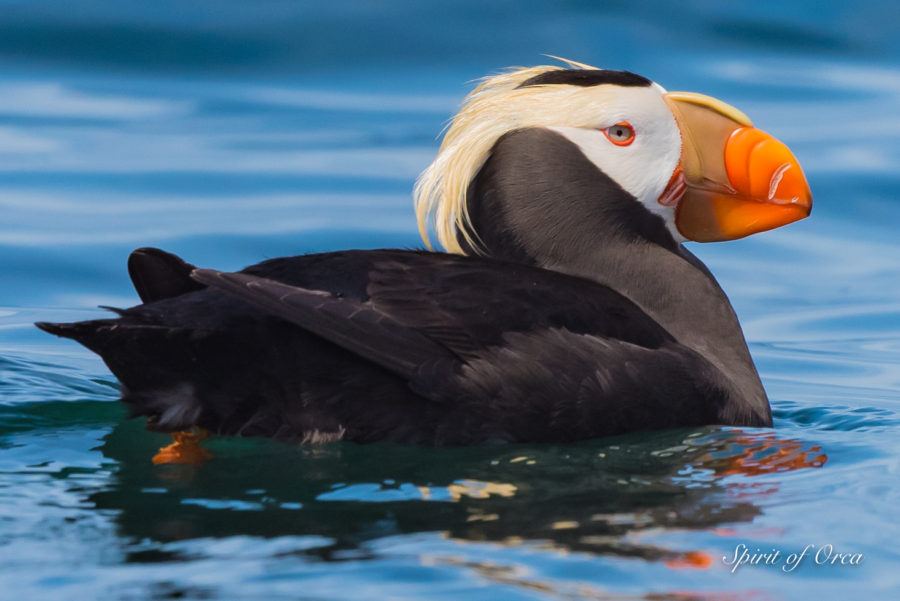 Birding Tours