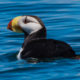 Rare Horned Puffin on Birding Tour