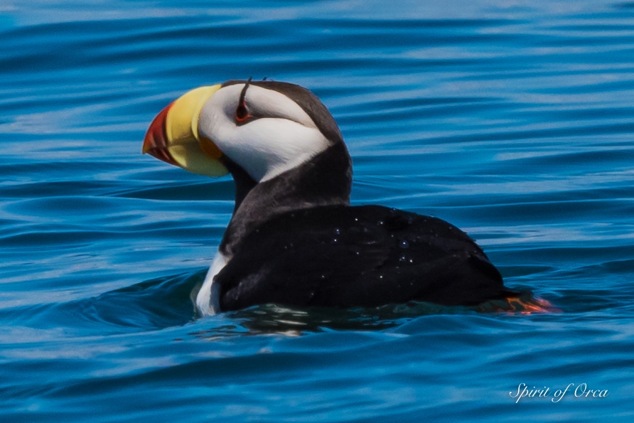 Rare Horned Puffin on Birding Tour