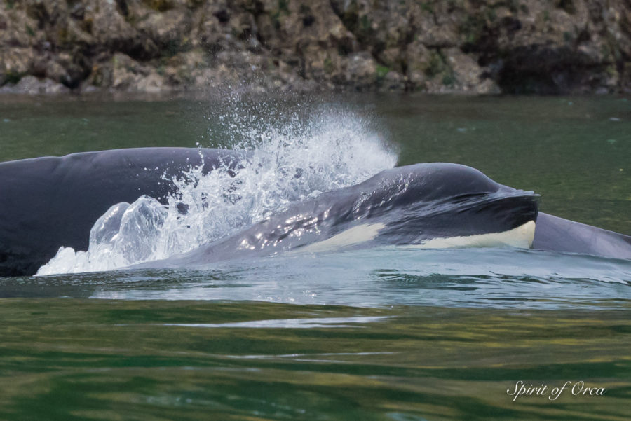 Two Pods of Orca