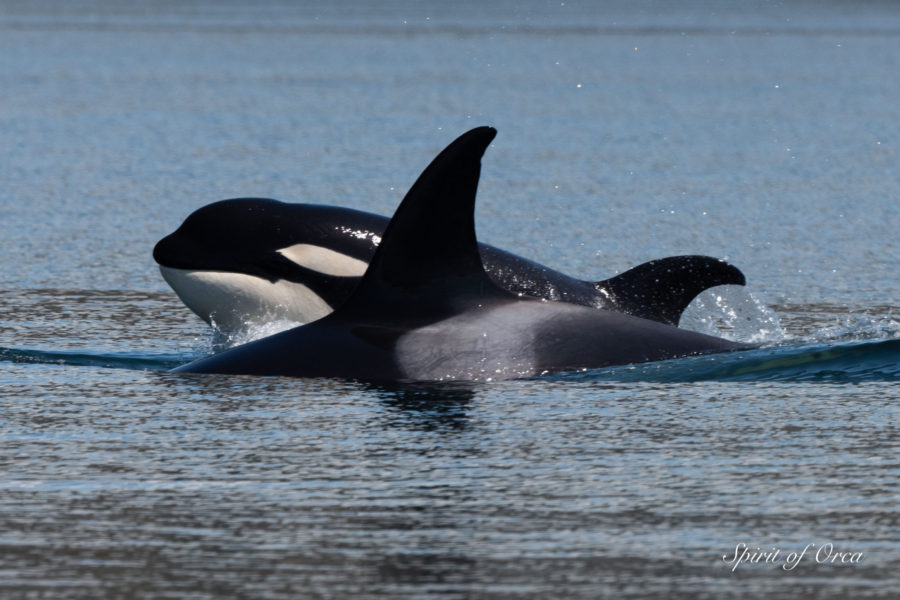 T’s In Admiralty Inlet