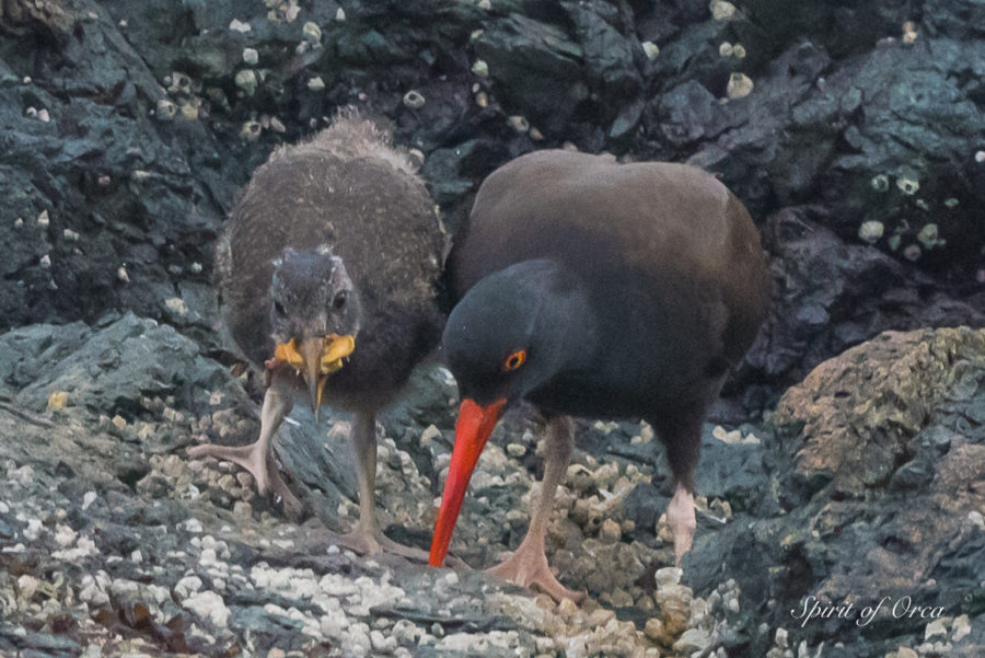 Heather & Calf, Baby Black Oystercatchers