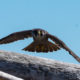 Peregrine Falcon, Humpback and Orca
