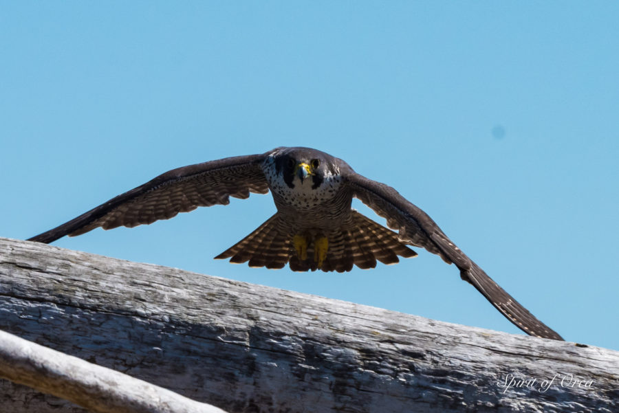 Peregrine Falcon, Humpback and Orca