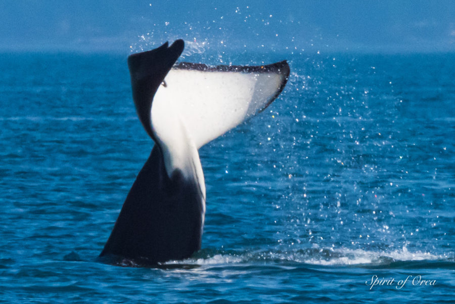 Orca, Humpback, Minke, Puffin