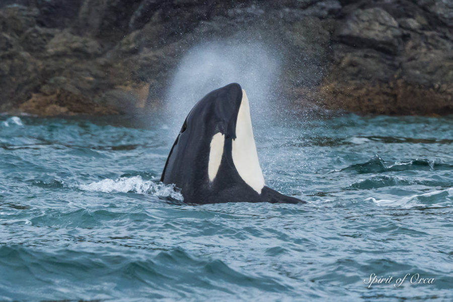 J Pod and BOC Chicks