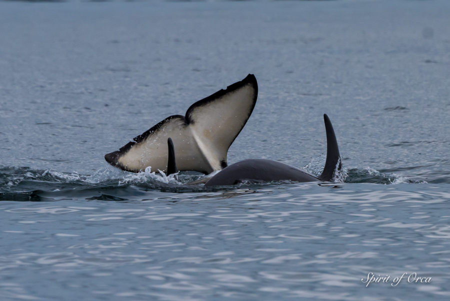 J Pod Minke & Humpback