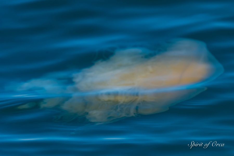 J Pod in Haro Strait