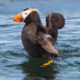 T65A’s and Tufted Puffins