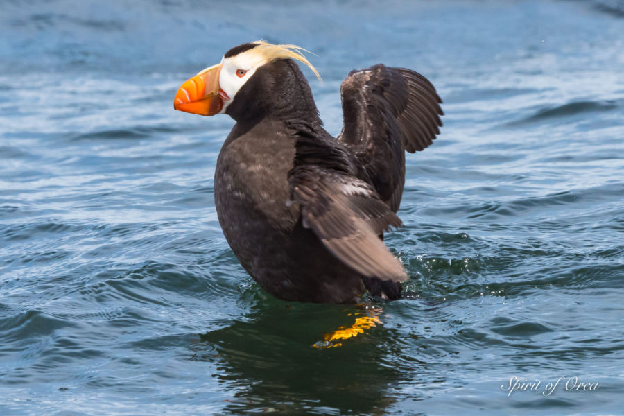 T65A’s and Tufted Puffins