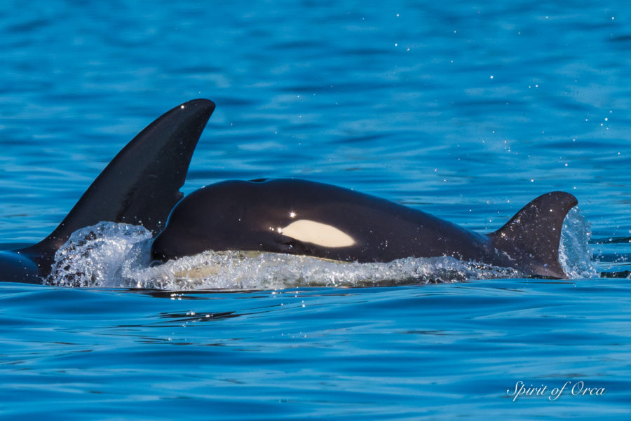 Bigg’s Orca Seal Hunt