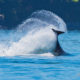 Orca – Humpback – Minke – Harbor Porpoise