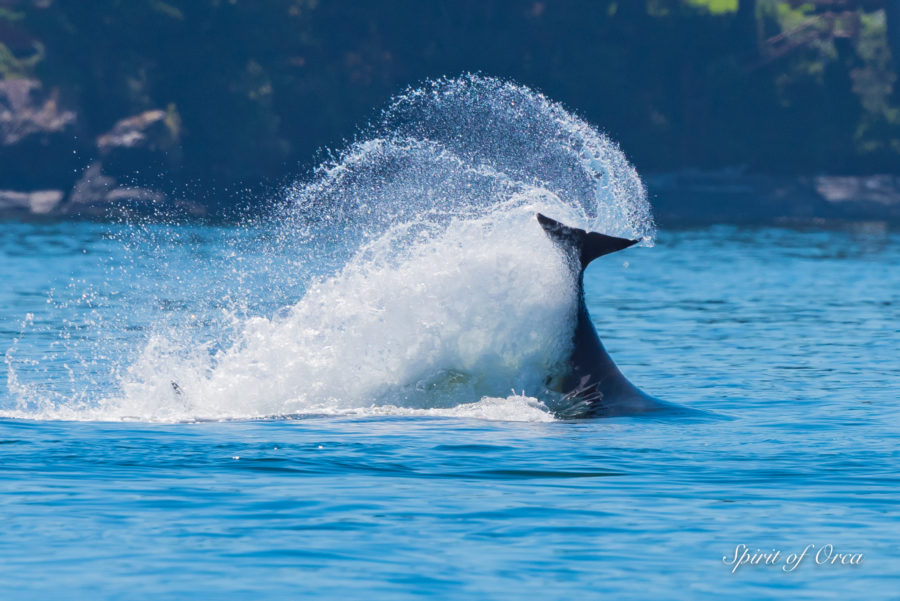 Orca – Humpback – Minke – Harbor Porpoise