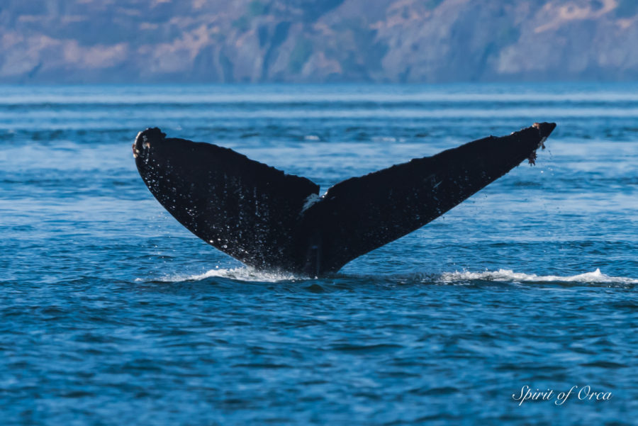 Humpbacks Niagara and Friend