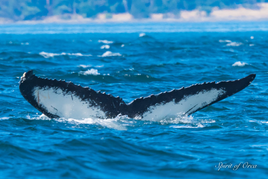 Humpback named Zephyr