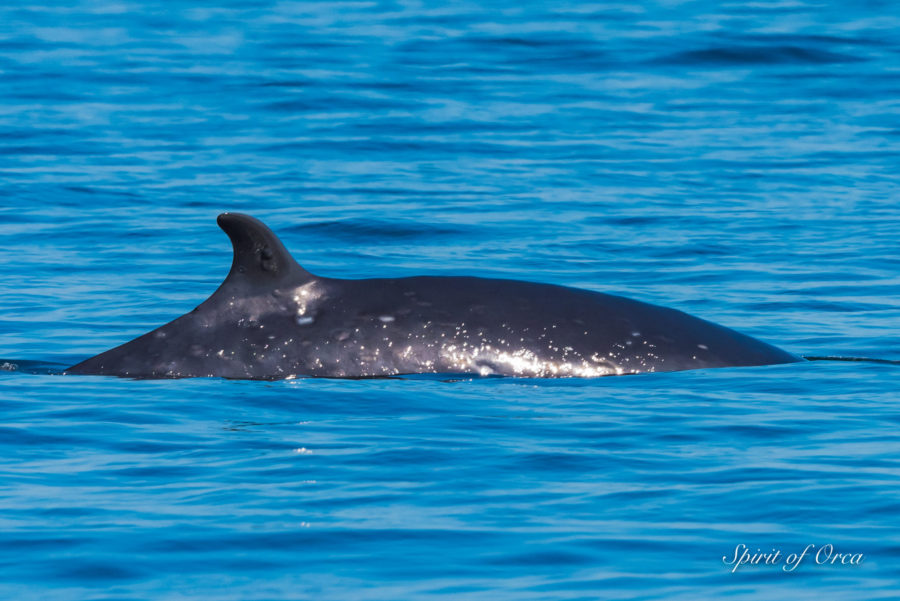 Minke Whales Lunge Feeding