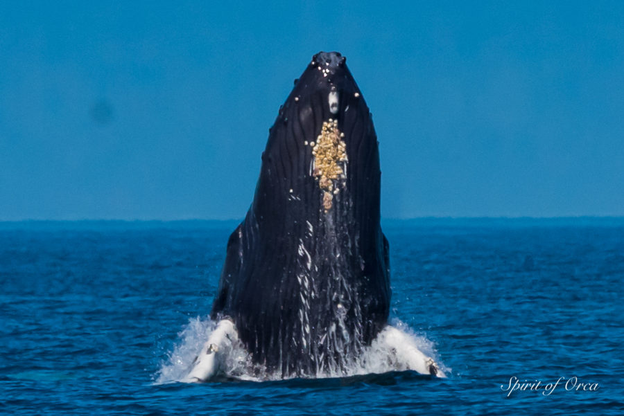 Breaching Humpback and Squid Catching Puffin