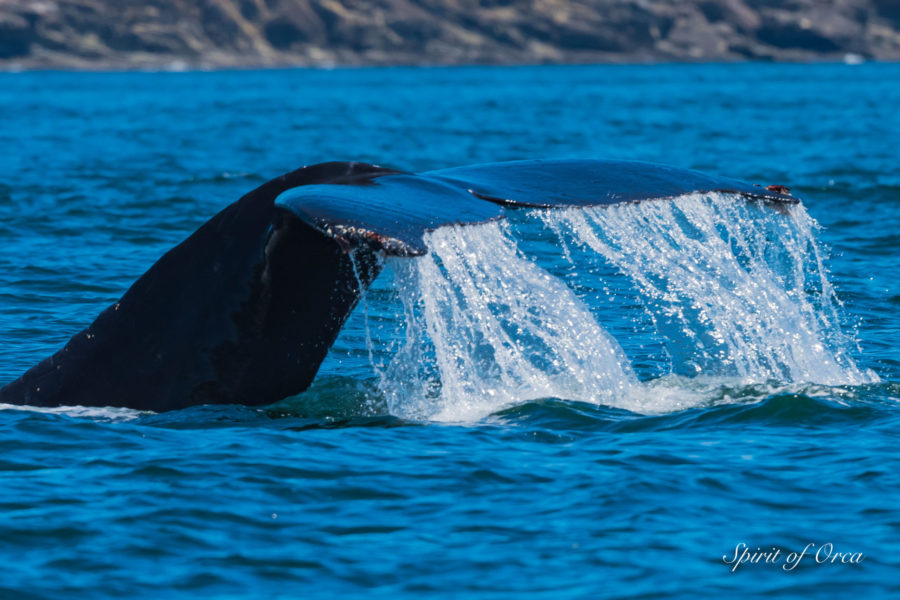 Humpback Named Vanta and Tufted Puffin