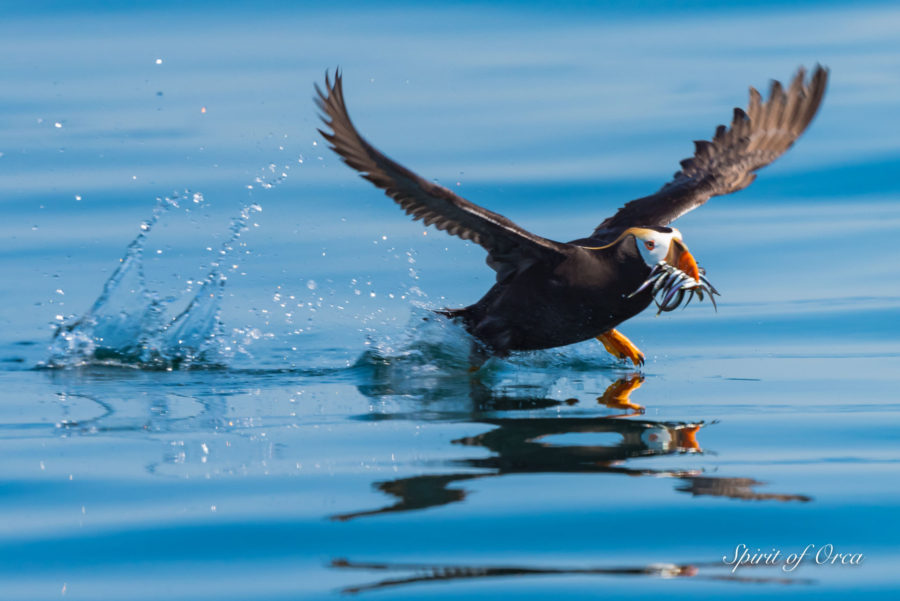 A Puffin Kinda Day