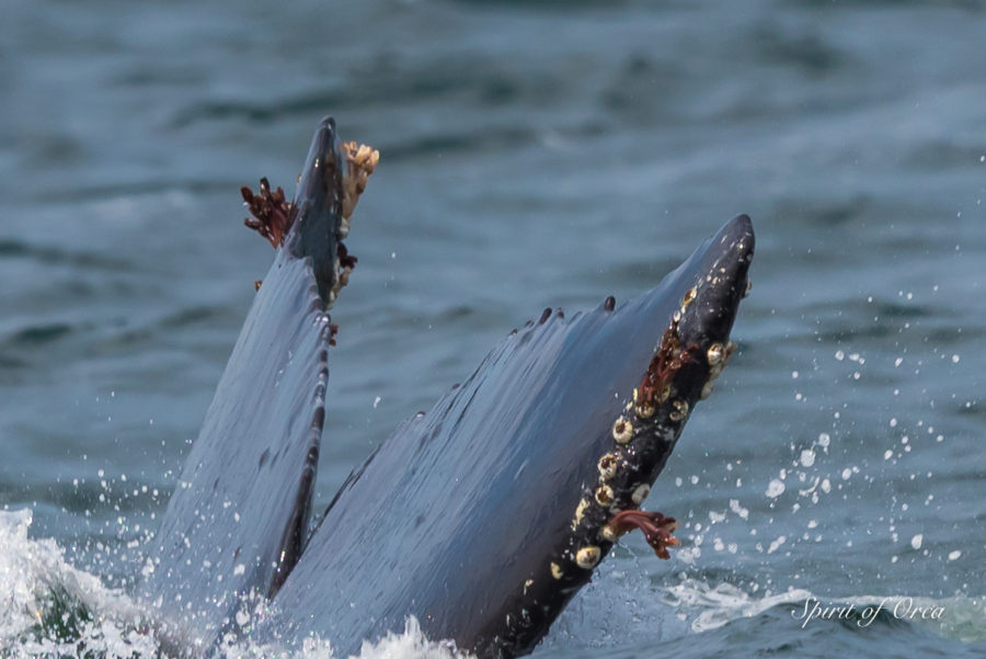 Humpback Known as Vanta