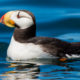 Horned Puffin-Brown Pelican-Humpback Whale