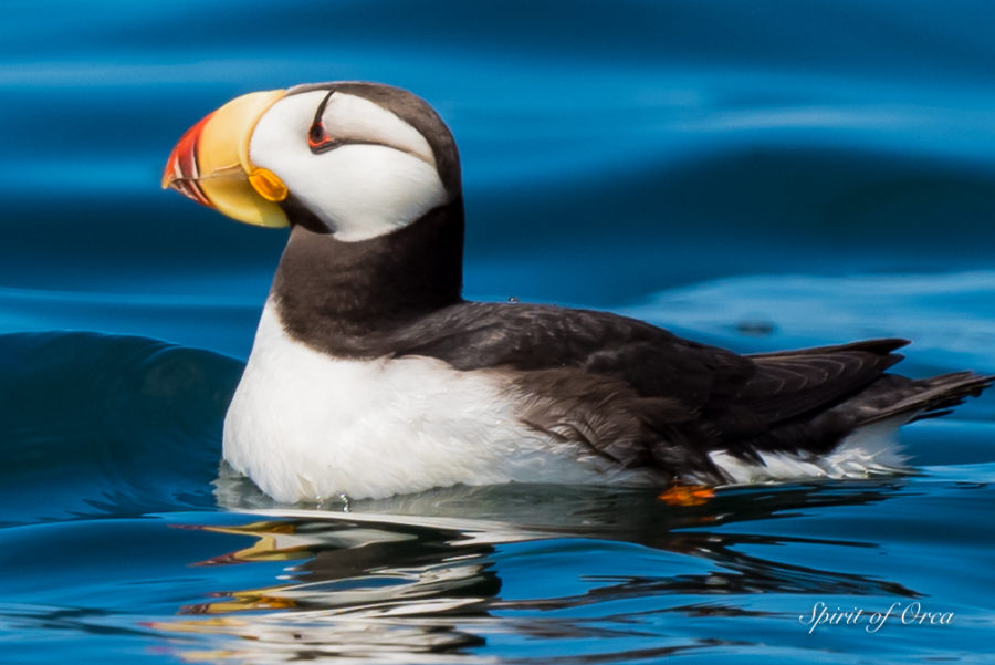 Horned Puffin-Brown Pelican-Humpback Whale