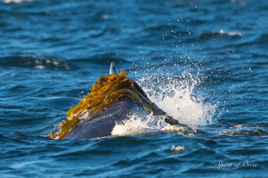 Kelping Humpback Known as Zillion