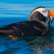 Magical Tufted Puffin Experience