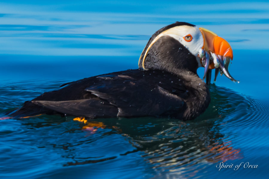 Magical Tufted Puffin Experience