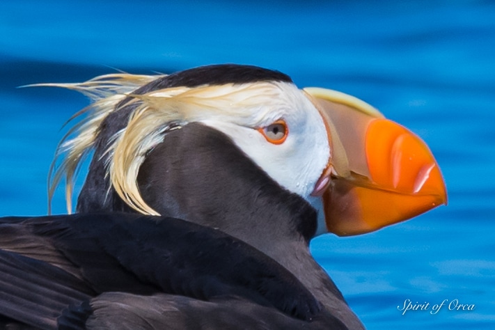 Tour Spent with Puffins