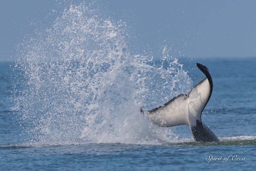 Spotting a Dorsal Fin in the Fog