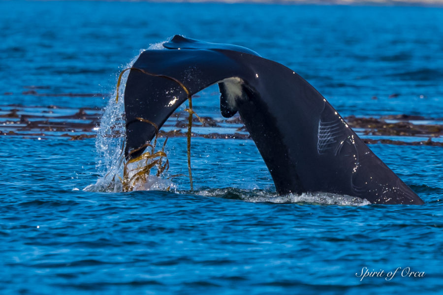 Kelping Killer Whales