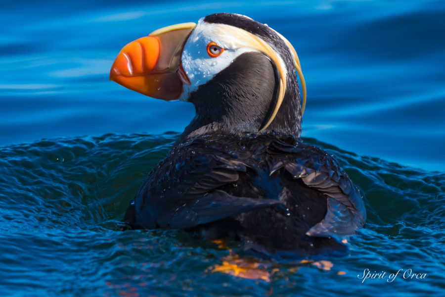 Salish Sea Marine Life