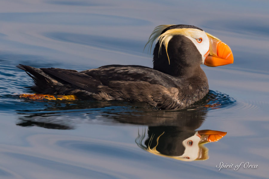 Birding Tour Success