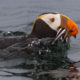 Tufted Puffins and Orca Pod