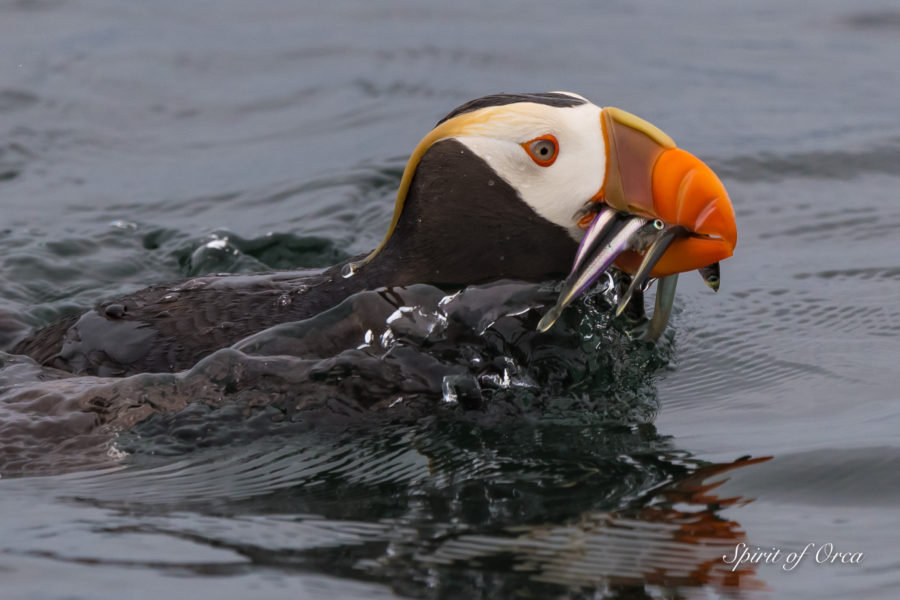 Tufted Puffins and Orca Pod