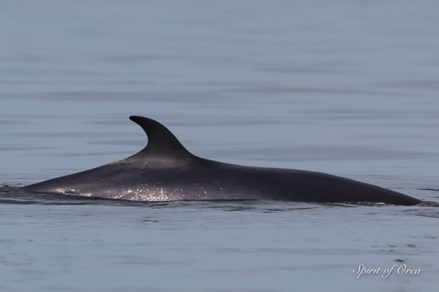 Minke Whales and Tufted Puffins