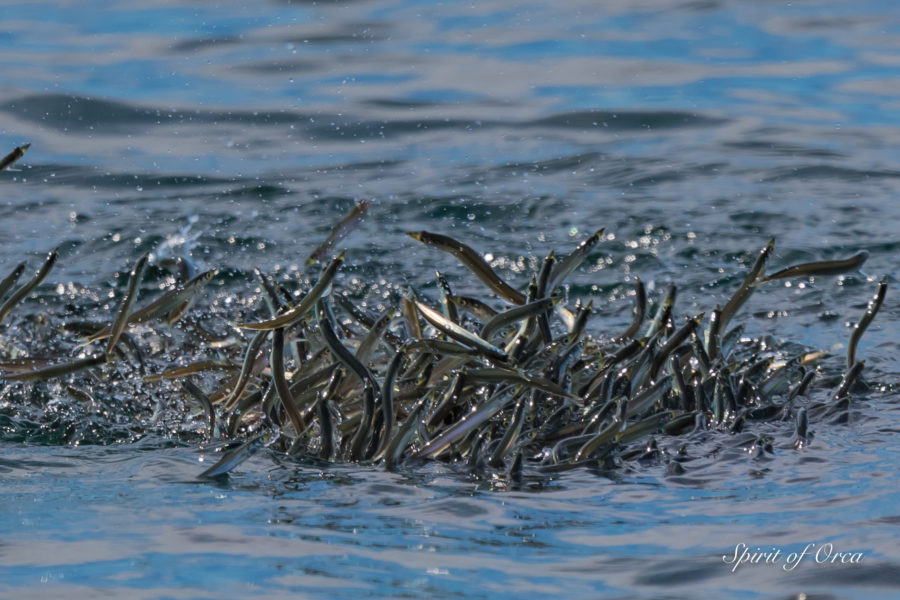 Tufted Puffins, Minke Whales, and Bait Balls