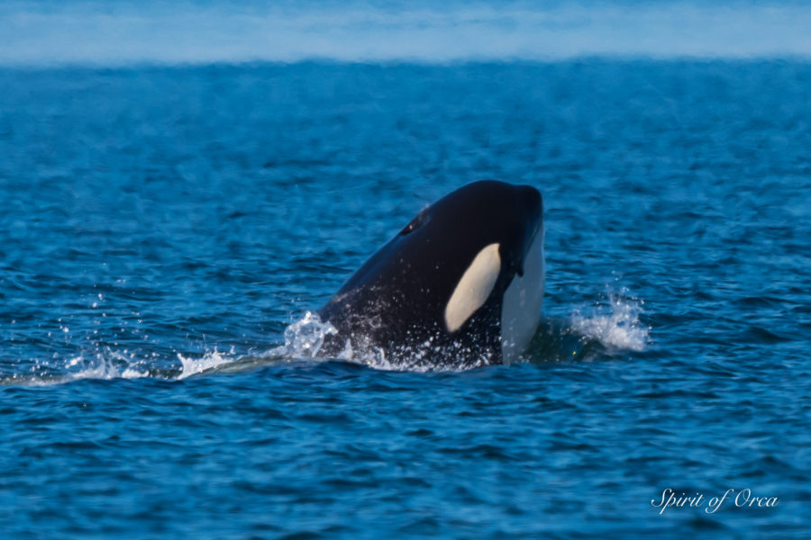 Bigg’s Orcas at San Juan Island