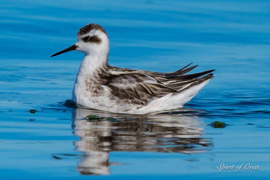 Red-Necked Phalarope and Zillion