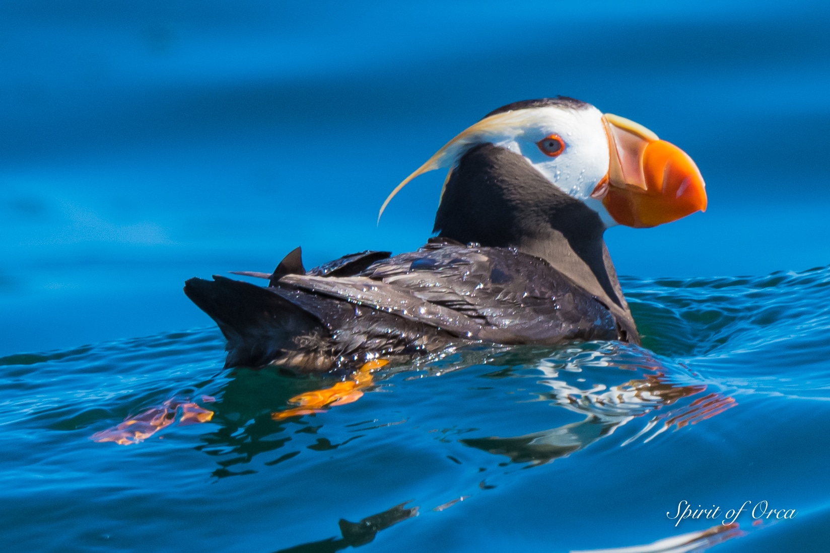 Orcas on Birding Tour - Tufted & Horned Puffin - Spirit of Orca