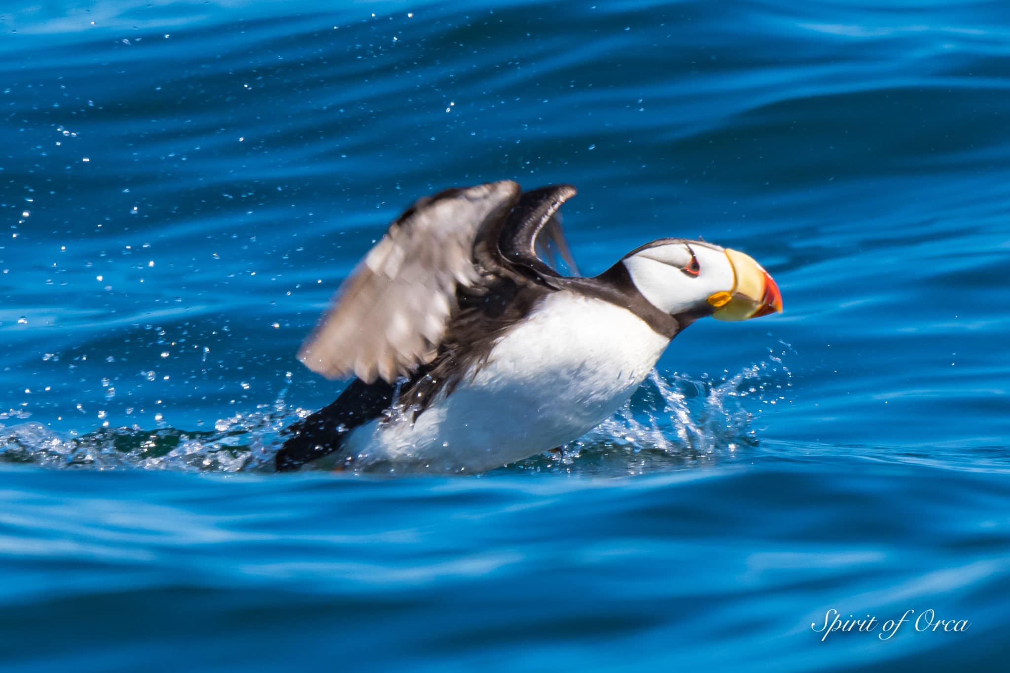 Orcas on Birding Tour - Tufted & Horned Puffin - Spirit of Orca