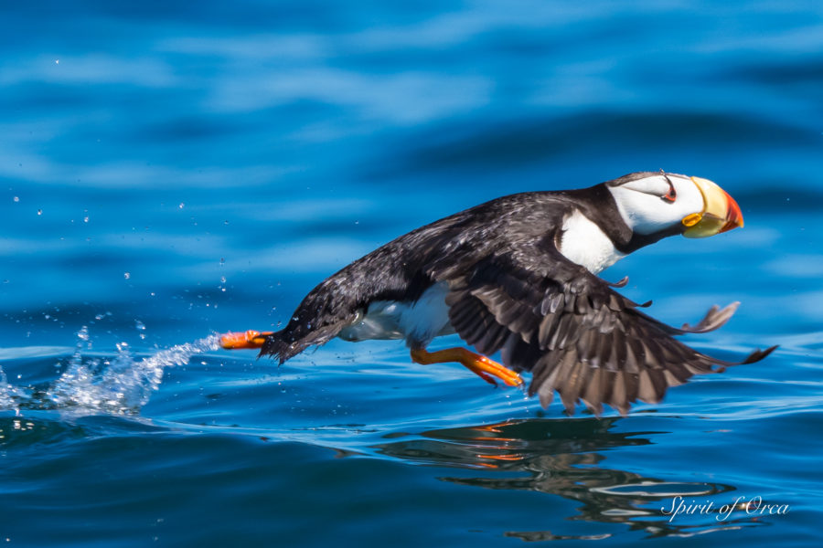 Orcas on Birding Tour