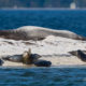 Elephant Seal – Orcas & Gray Whale