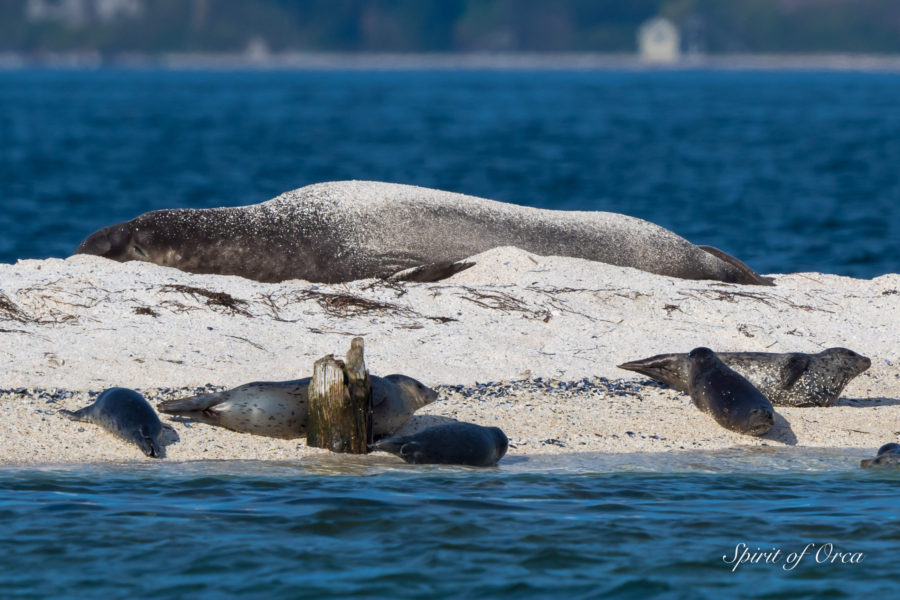 Elephant Seal – Orcas & Gray Whale