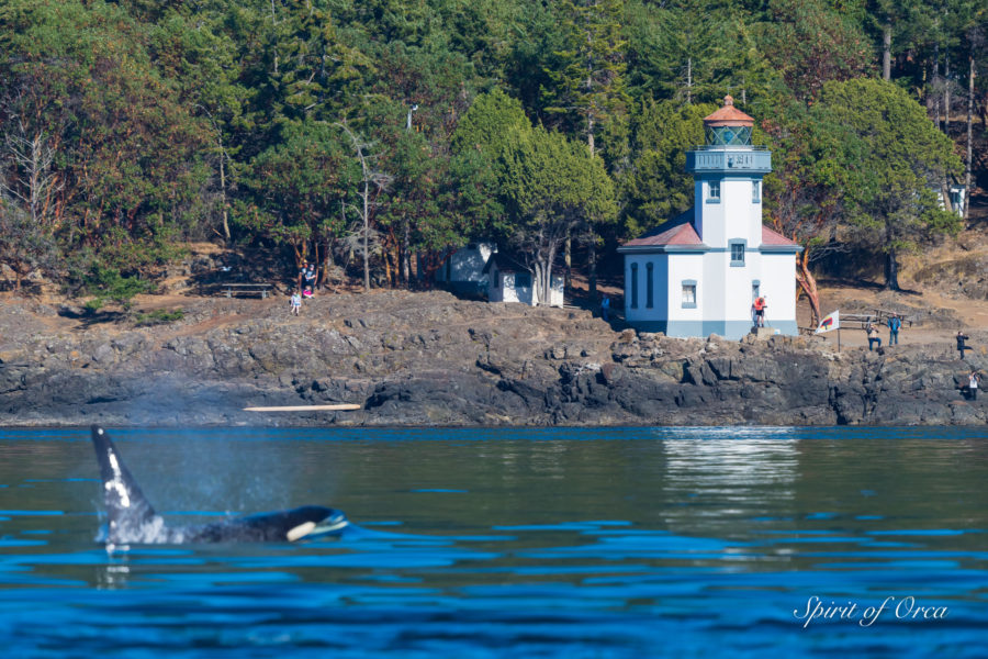 Welcome Home J Pod!